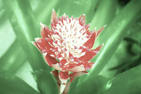 red bromeliad  flower bloomingの写真素材