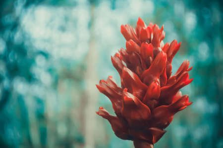 red wild flower blooming in nature spring backgroundの写真素材