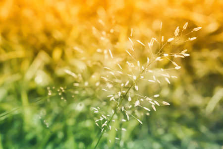 Soft focus  grass flower under sunlight  abstract  spring nature backgroundの写真素材