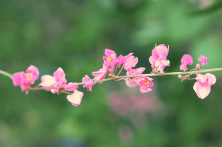 pink flower  blooming spring nature wallpaper background