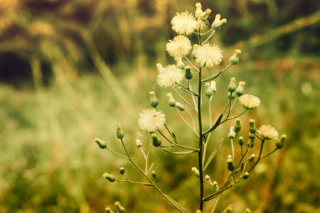 grass flower  blooming  ,spring nature wallpaper background