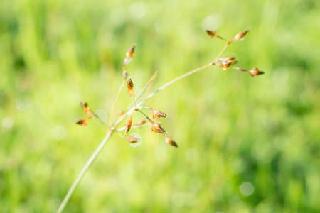 grass flower  blooming  ,spring nature wallpaper background