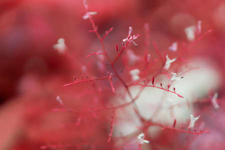soft focus   grass flower  blooming  spring nature wallpaper background