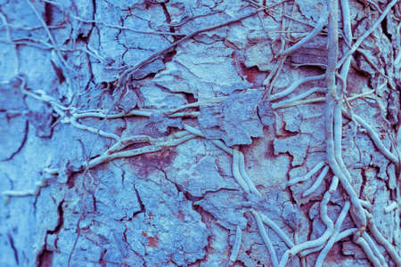 plant root and tree bark  abstract nature  background