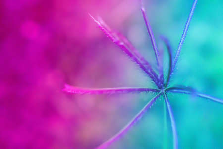 grass flower with colorful  background,abstract spring nature wallpaper backgroundの写真素材