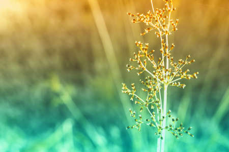 grass flower  blooming  ,spring nature wallpaper background