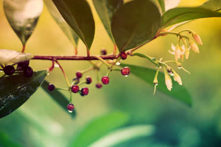 Green leaves  at sunrise texture abstract nature wallpaper backgroundの写真素材