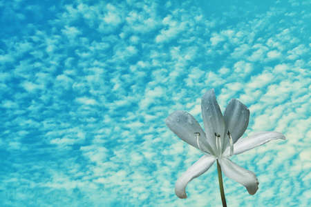 white flower with rain drop  and blue sky,abstract ,spring nature wallpaper  background