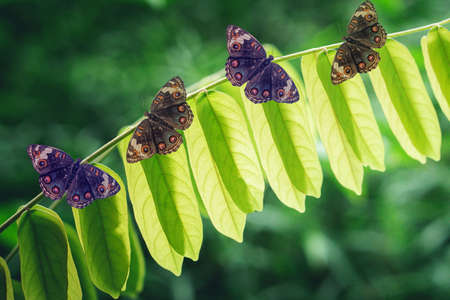 butterfly  on  green leaves  spring  nature wallpaper  backgroundの写真素材