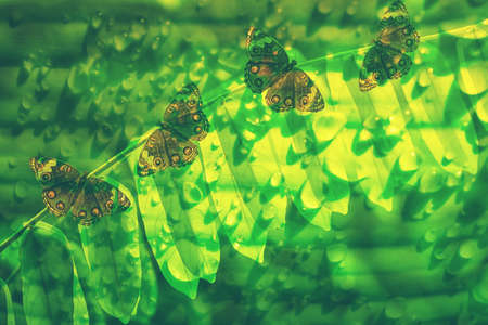 butterfly  on  green leaves  spring  nature wallpaper  backgroundの写真素材