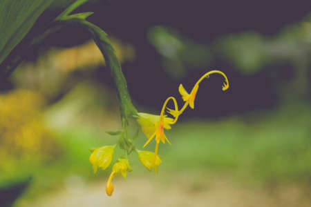 wild  grass  yellow flower blooming  in natureの写真素材