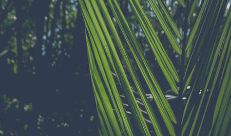 green leaves  spring nature with dark filterの写真素材