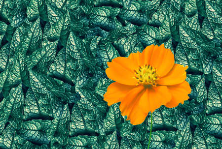 green leave texture with  yellow cosmos  flower abstract  nature backgroundの写真素材