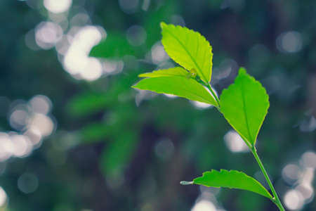 green leaves fresh spring nature background