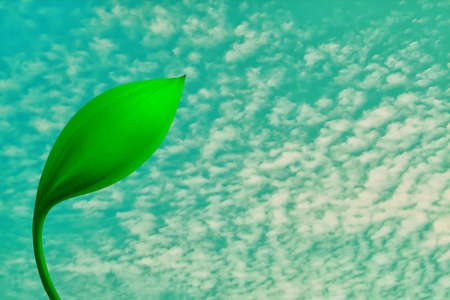 green  flower   with blue sky and little white clouds  ,nature wallpaper backgroundの写真素材