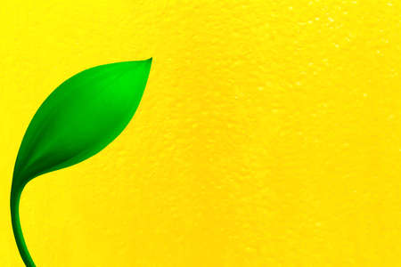 green flower  with  light gold color texture abstract  festival ,nature,spring  ,luxury background designの写真素材