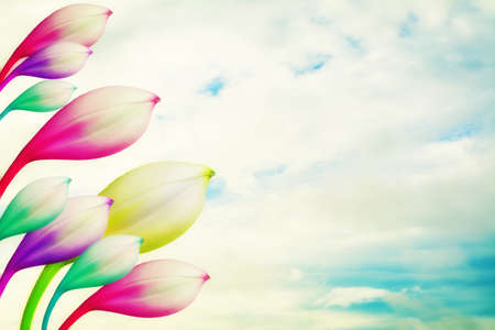 colorful flower  with  blue sky and clouds  spring nature  wallpaper  background