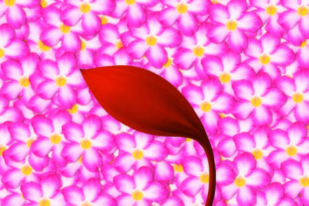 pink flower and red flower   abstract spring nature wallpaper   backgroundの写真素材