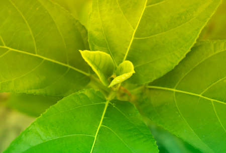 green leaves  spring nature wallpaper background
