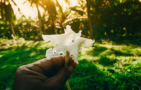 white flower blooming  with green bokehの写真素材