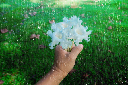 fresh white flower  on the rain の写真素材