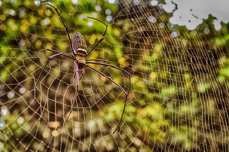 gold and black spider  in Thailandの写真素材