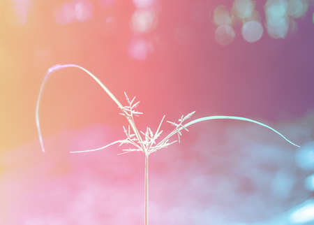 spring grass flower nature background の写真素材