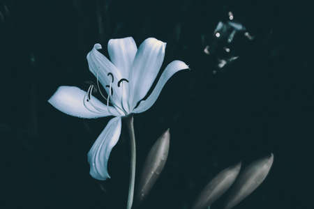 white flower blooming abstract nature background の写真素材