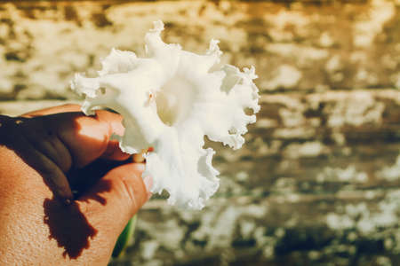 white flower with green  and  light brown bokeh abstract spring nature wallpaper background の写真素材