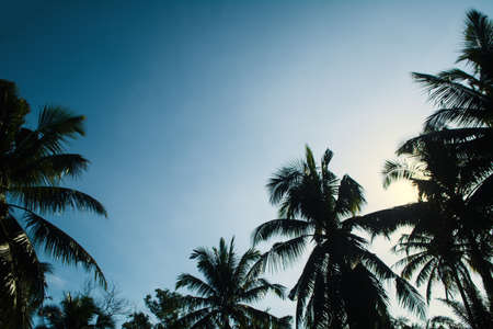 coconut tree sillhuate  at sunset  with blue sky の写真素材