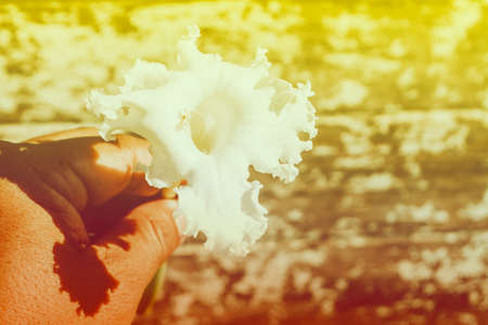 White  flower spring ,autumn  nature wallpaper  abstract backgroundの写真素材