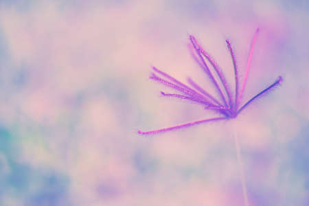 Soft focus   pink  grass  flower blooming autumn ,spring ,nature wallpaper   abstract nature backgroundの写真素材