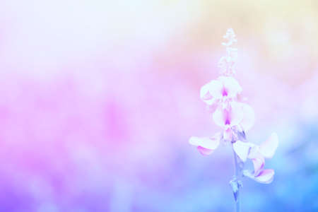 soft focus grass flower spring ,autumn  nature wallpaper  abstract backgroundの写真素材