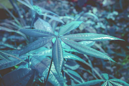 green leave  with blue filter effect ,abstract spring nature wallpaper  backgroundの写真素材