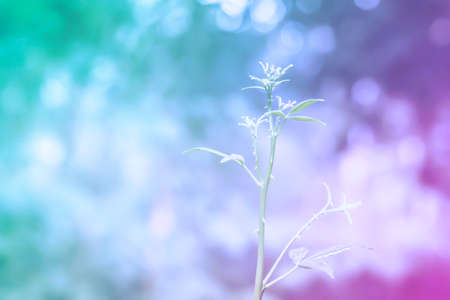 green leaves with colorful  bokeh light  spring nature wallpaper backgroundの写真素材