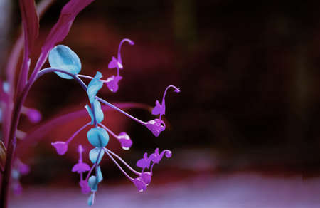  grass flower with blue and purple color  ,abstract spring nature wallpaper backgroundの写真素材