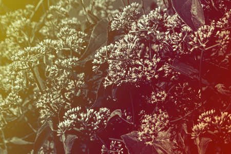 little white tropical flower blooming spring nature wallpaper background