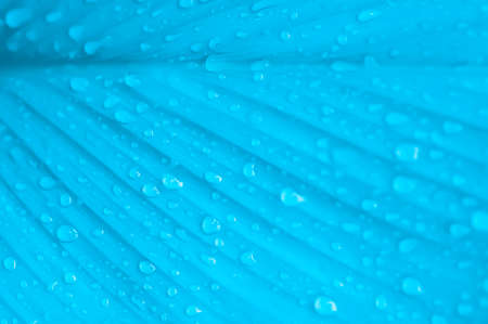 green leaf with dew drop  ,blue color filter effect  ,abstract nature background                    ...