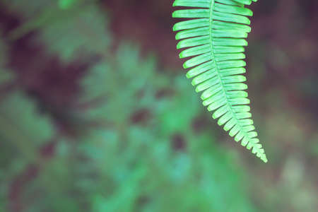 green fern leaves  selective focus and empty space 