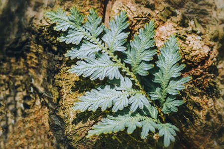 green fern on brown wood  background 