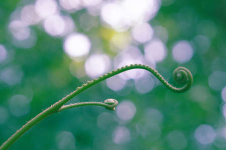 Young of  green fern leaves  selective focus  with green light bokeh ,fresh nature background 