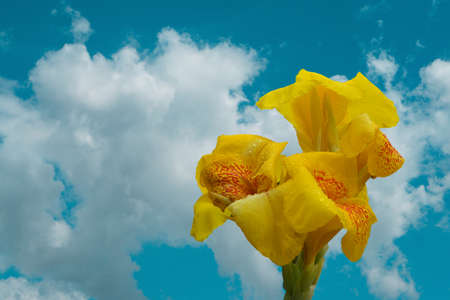 Yellow and orange canna flower  with  blue sky and white clouds texture fresh nature  background の写真素材