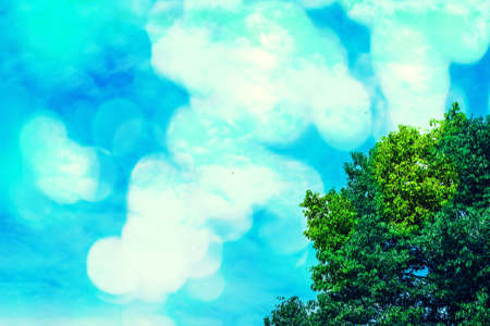 blue sky and tree  ,spring nature wallpaper  background 