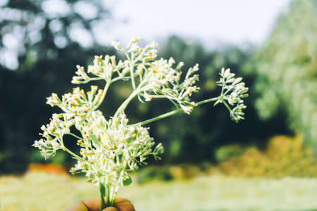 little white flower  spring backgroundの写真素材