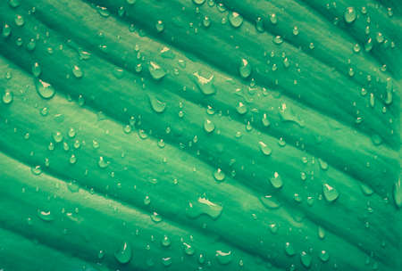 water drop ,dew drops on green leaf texture with blue filter effect  , fresh spring nature backgroundの写真素材