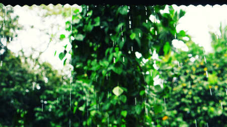 Tropical rain  drops falling   from the roof   and green forest nice  view , fresh  nature wallpaper...