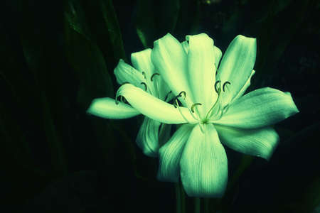 white big tropical flower blooming  の写真素材
