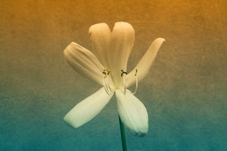 Big  white   lily  flower  blooming   spring  nature   backgroundの写真素材