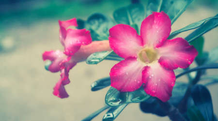 Pink flower blooming spring nature backgroundの写真素材