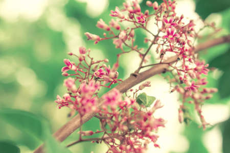 Pink flower blooming spring nanture backgroundの写真素材